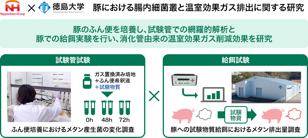 豚における腸内細菌叢と温室効果ガス 排出に関する研究