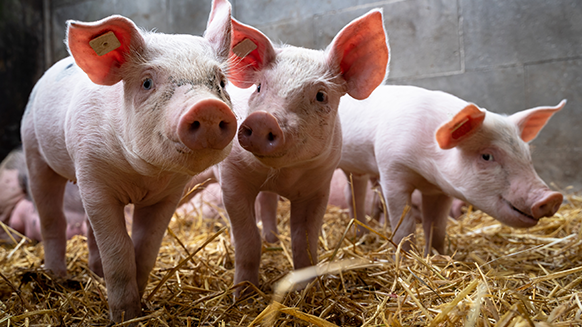 畜産業のイメージ